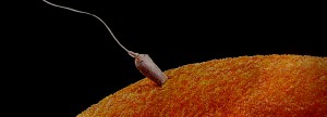 infertilitamaschile002 infertilitamaschile002 300x108 Infertilità maschile e varicocele