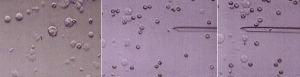 CENTRO TRATTAMENTO SPERMATOZOI PUGLIA CENTRO TRATTAMENTO SPERMATOZOI PUGLIA